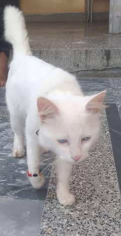 Turkish Angora