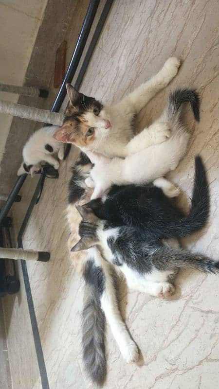 parsihan cat and kettin for sale 1