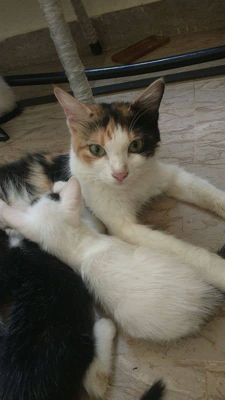 parsihan cat and kettin for sale 2