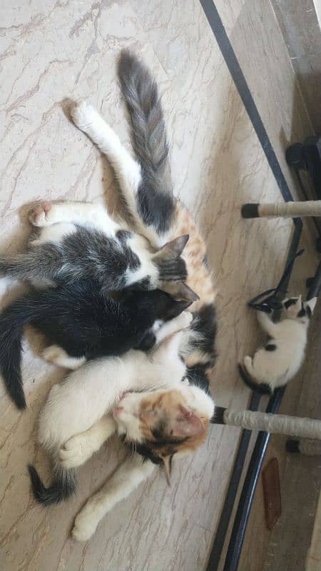 parsihan cat and kettin for sale 3