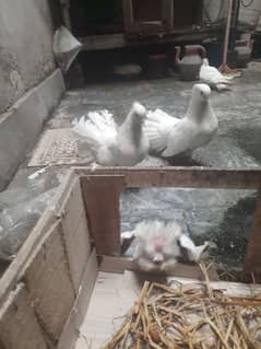 Pigeon pair for sale(FIX PRICE)