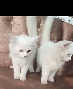 2 MALE kitten in 14th thousands Fixed Price