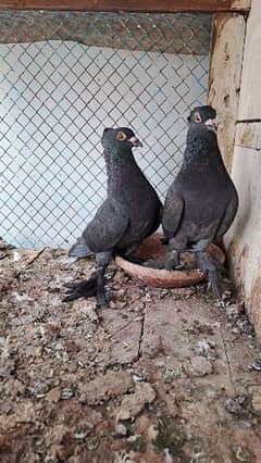 Fancy pigeons