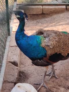 Indian Blue Male Peacock