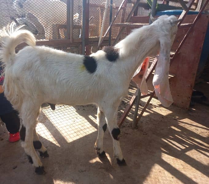 Gulabi Bakra /Goat for sale in Gulabi bread 40 Inch in height 1