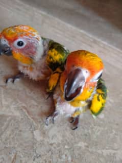 sunconure babys 03156376925