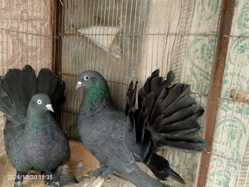 Black Laka Pair for sale 1