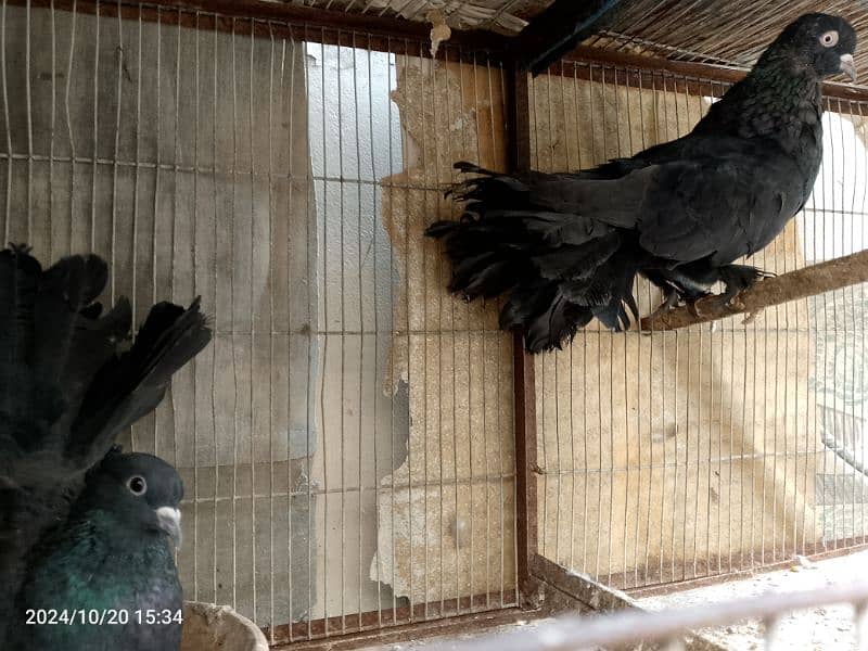 Black Laka Pair for sale 3