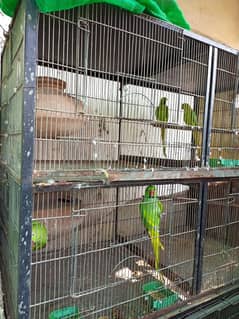 Green Ringneck breeder pair, Cocktail and Fisher