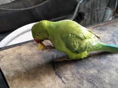 RAW PARROT WITH NEW CAGE