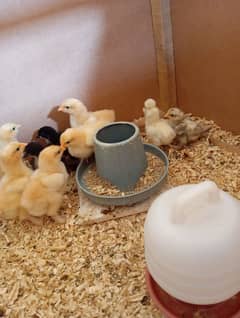 fancy hen chicks(polish/bantam/buff/silkie) 03047369155