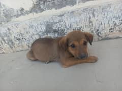 bhagyad dog 20 days age