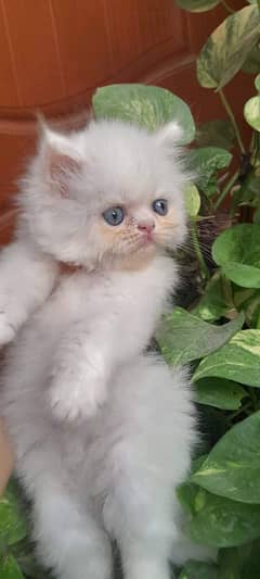 Persian cat for sale wax in clear my WhatsApp0329=41=13=492