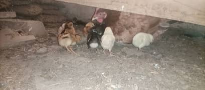 one hen and 8 chicks