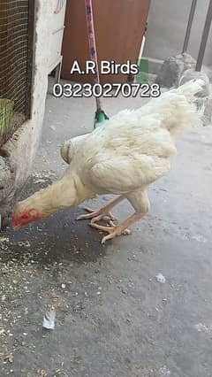 White Shamo Hen / White Shamo murgi