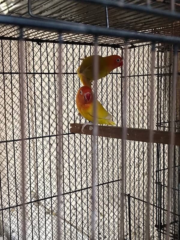 love birds full setup for sale 1