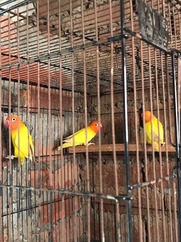 love birds full setup for sale 2