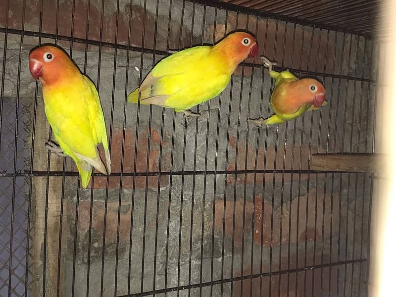 love birds full setup for sale 3