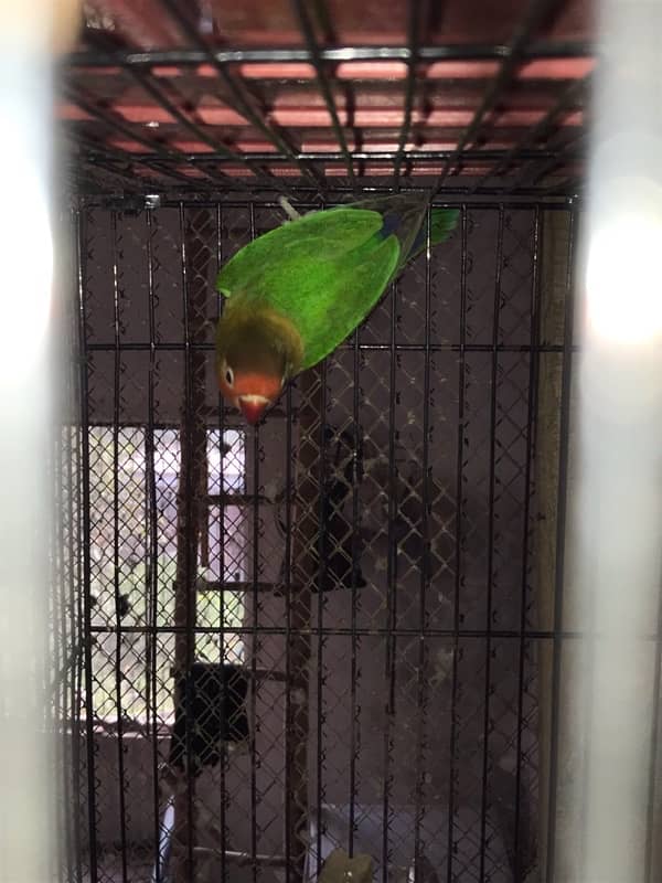 love birds full setup for sale 4