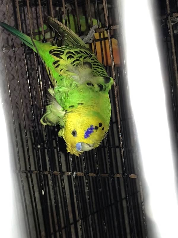 love birds full setup for sale 6