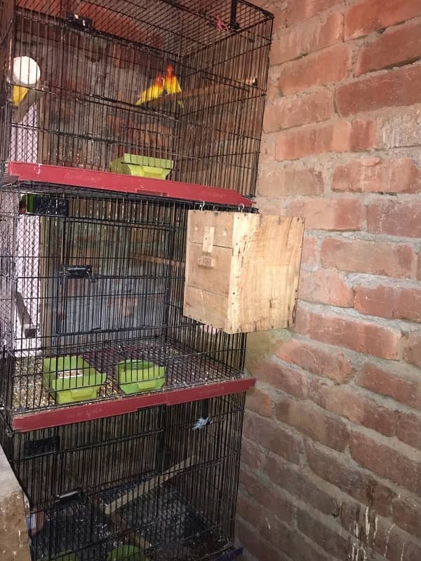 love birds full setup for sale 7