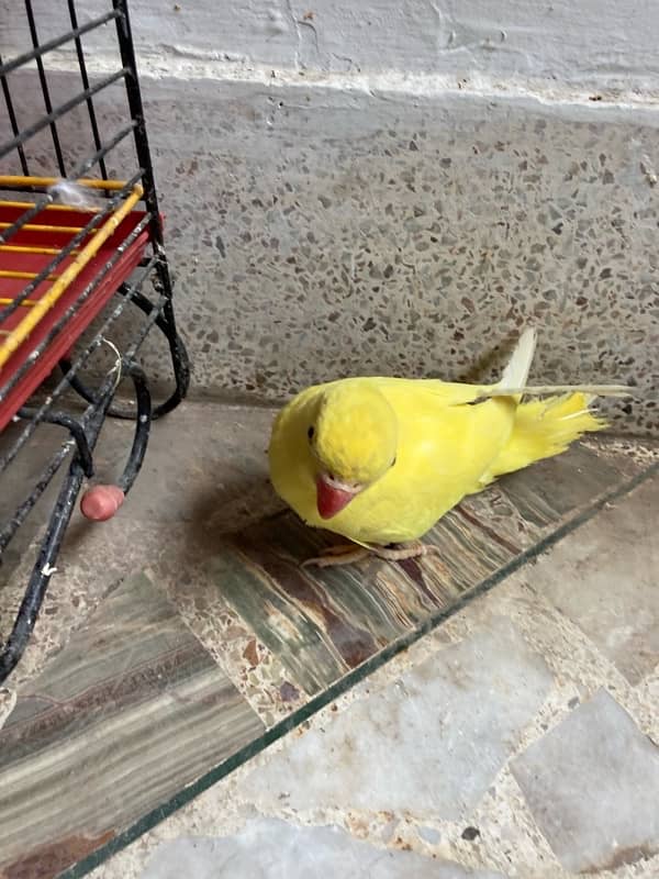 yellow ring neck parrot for sale age 6 months 1