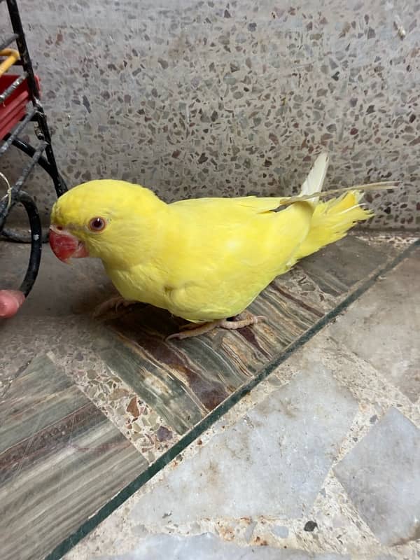 yellow ring neck parrot for sale age 6 months 2