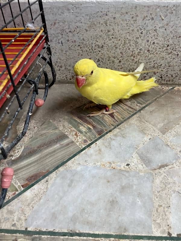 yellow ring neck parrot for sale age 6 months 3