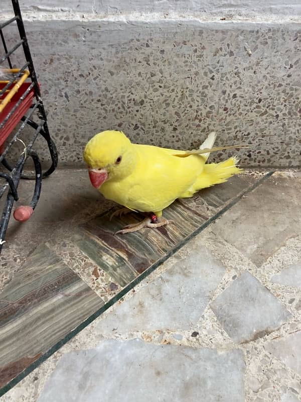 yellow ring neck parrot for sale age 6 months 4