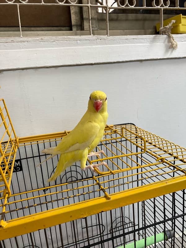 yellow ring neck parrot for sale age 6 months 5