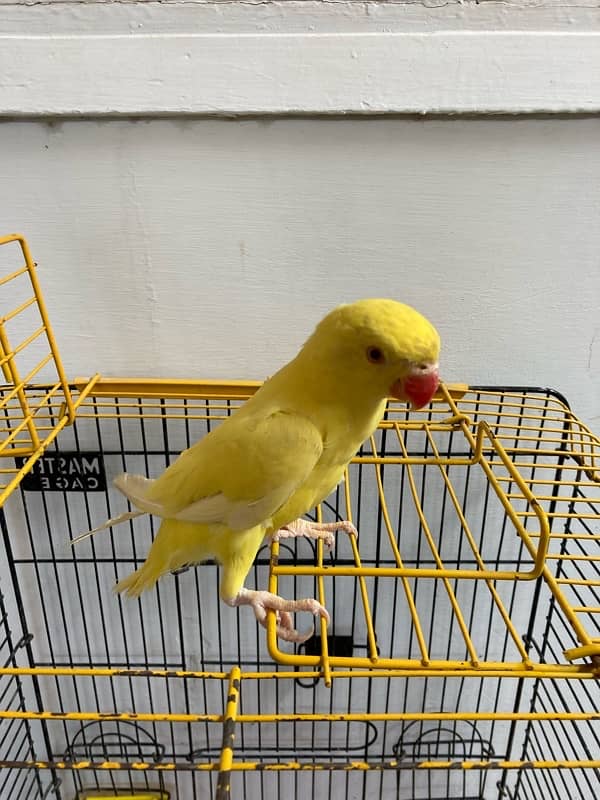 yellow ring neck parrot for sale age 6 months 6