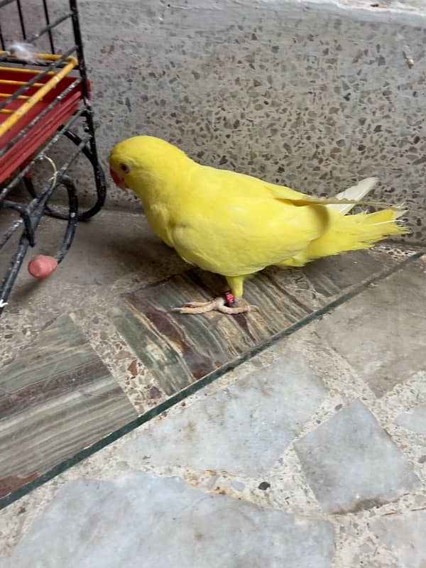 yellow ring neck parrot for sale age 6 months 7