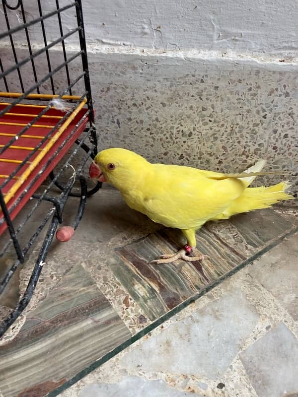 yellow ring neck parrot for sale age 6 months 10