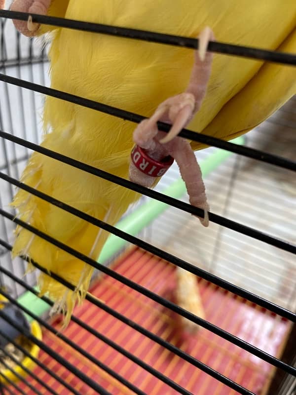 yellow ring neck parrot for sale age 6 months 11