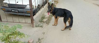 German Shepherd black Mask