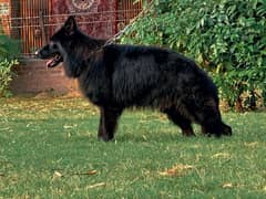 black German Shepherd