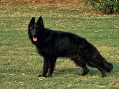 black German Shepherd