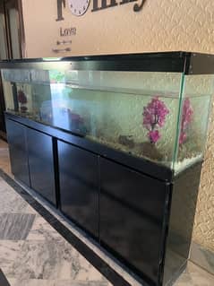 6Ft Fish Aquarium Setup Few Days Used