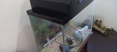 Fish Aquarium