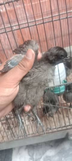 ayam cemani chicks