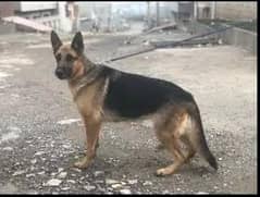 I want to sale my breeder German shepherd female