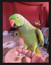 GREEN PARROT - RINGNECK