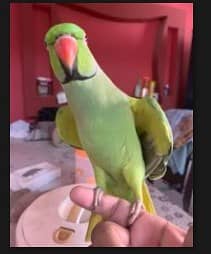 GREEN PARROT - RINGNECK 1