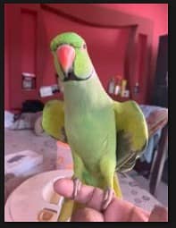 GREEN PARROT - RINGNECK 2