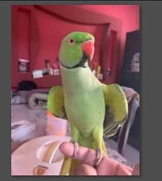 GREEN PARROT - RINGNECK 3