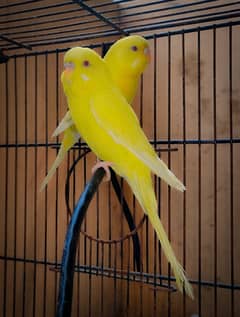 Full Yellow Red Eye Budgie 1 Pair for Sale Beautiful  and Healthy