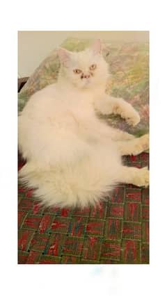 Persian Extreme Punch Face White Female Cat