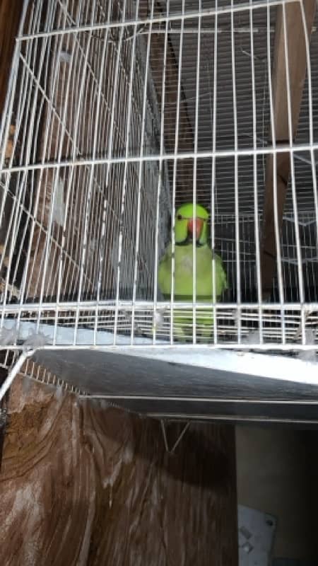 Green Parrot Male hand tame nhi hai 1