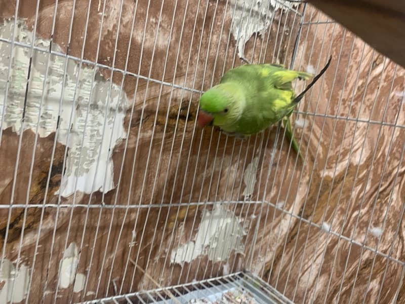 Green Parrot Male hand tame nhi hai 2