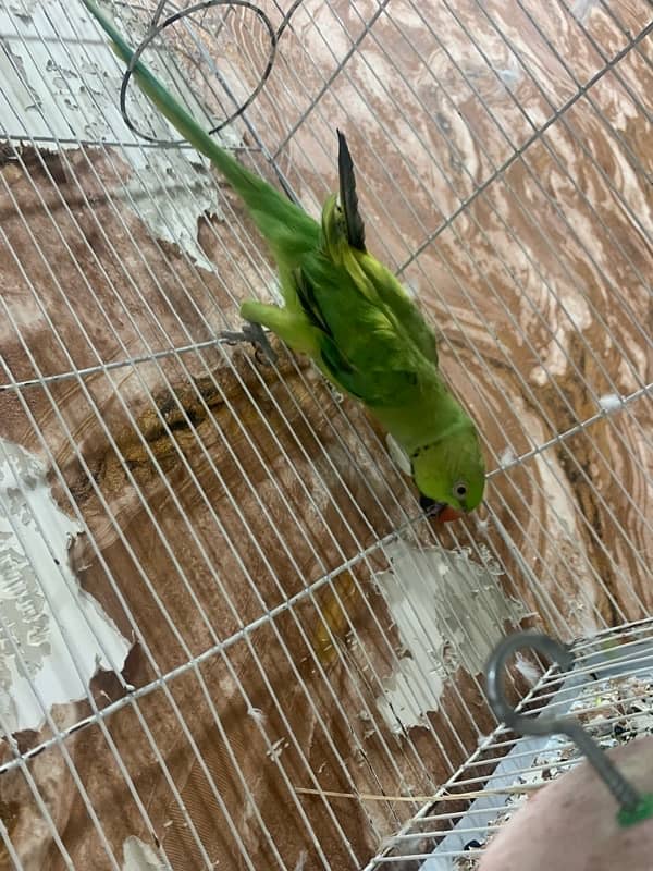 Green Parrot Male hand tame nhi hai 3